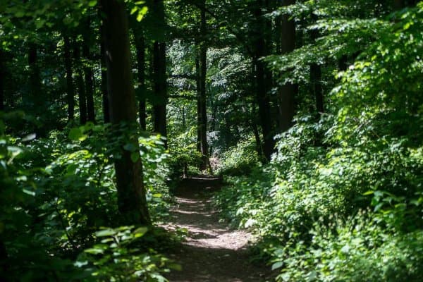 Fruška Gora National Park 3