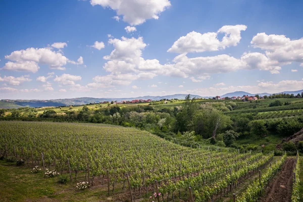 vinograd